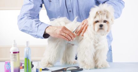 Pet – Grooming / Salon Dubai TMLH.com Special Offers, Deals & Discounts in Turkey