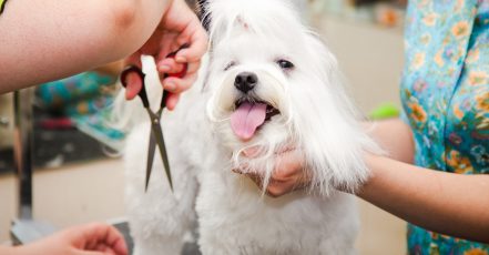 Pet Urine Removal Sharjah & N. Emirates TMLH.com Special Offers, Deals & Discounts in Turkey