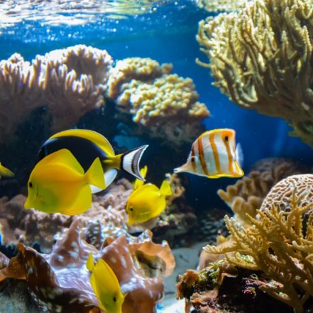 SEA LIFE London Aquarium – Entry Ticket – Top-Rated Attractions TMLH.com Special Offers, Deals & Discounts in Turkey