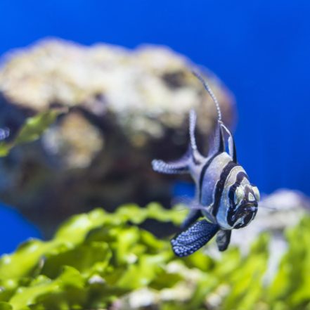 SEA LIFE Manchester Entry Ticket – Theme Parks TMLH.com Special Offers, Deals & Discounts in Turkey