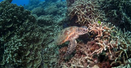 Scuba Or Fujairah Diving Or Snorkeling At Goblin Diving Center Dubai TMLH.com Special Offers, Deals & Discounts in Turkey
