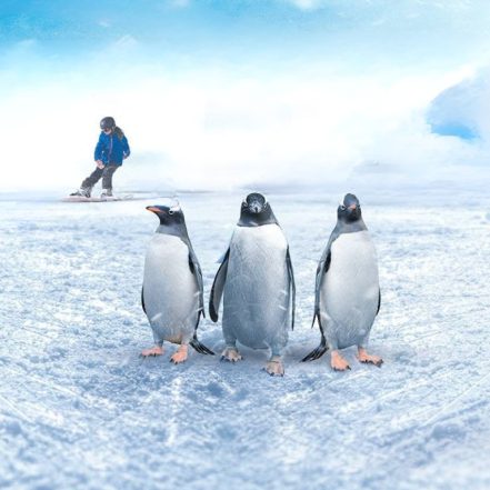 Ski Egypt – Indoor Attractions TMLH.com Special Offers, Deals & Discounts in Turkey