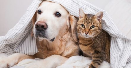 Specialized Veterinary Care With Surgery And Collar Included For Pets Sharjah & N. Emirates TMLH.com Special Offers, Deals & Discounts in Turkey