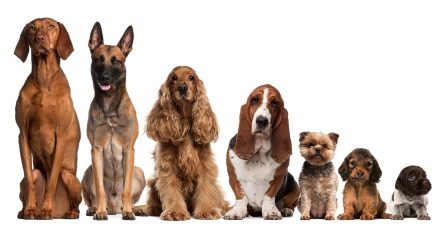 Up To 0% Off On At Al Raha Veterinary Clinic Abu Dhabi TMLH.com Special Offers, Deals & Discounts in Turkey