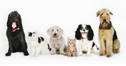 Up To 35% Off On At Noor Al Hayah Pets Hairdressing Salon Sharjah & N. Emirates TMLH.com Special Offers, Deals & Discounts in Turkey