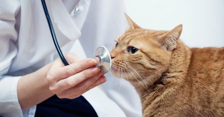 Vet Dubai TMLH.com Special Offers, Deals & Discounts in Turkey