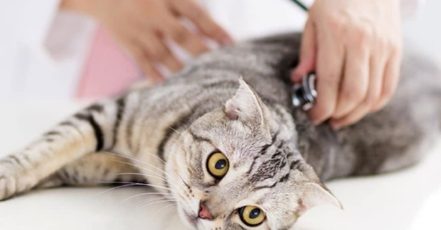 Veterinary Examination At Pet Connection Veterinary Clinic Dubai TMLH.com Special Offers, Deals & Discounts in Turkey