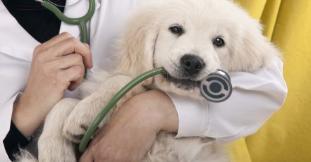 Veterinary Services For A Dog Or Cat At Zoo Veterinary Clinic Abu Dhabi TMLH.com Special Offers, Deals & Discounts in Turkey